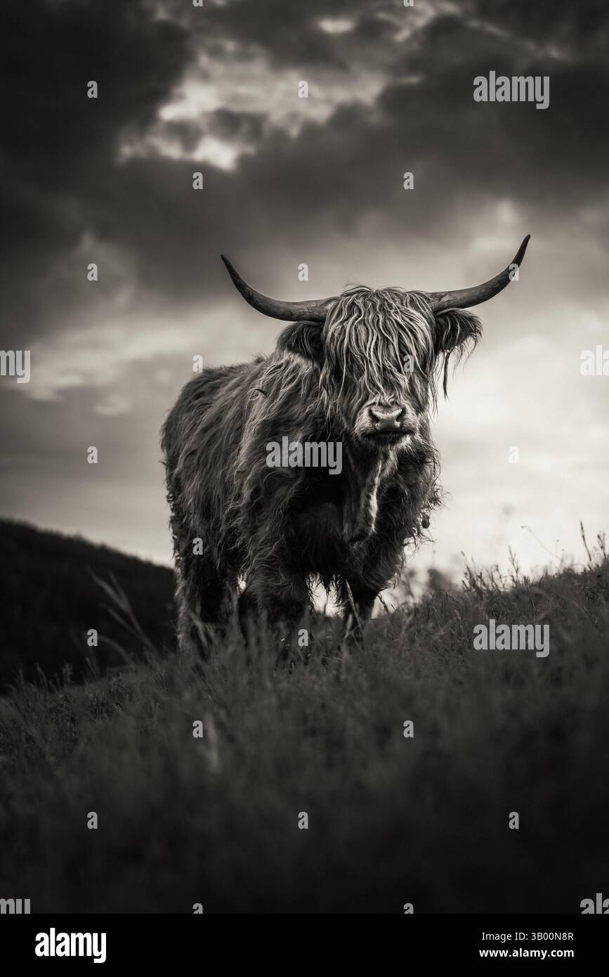 Portrait d'un bovin épique écossais des hautes terres lors d'un coucher de soleil printanier à Emmental, en Suisse, en noir et blanc Banque D'Images