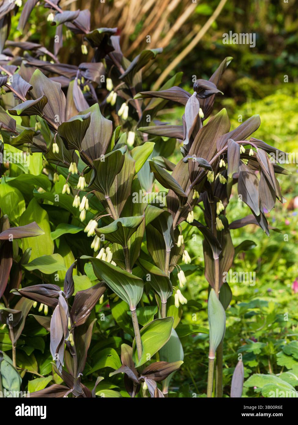 Tiges arquées à feuilles foncées avec pendentif fleurs blanches du sceau vivace robuste de Solmon, Polygonatum hybridum 'Betberg' Banque D'Images