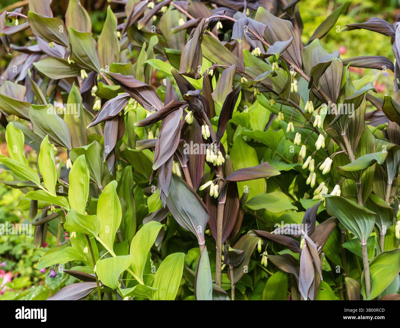 Tiges arquées à feuilles foncées avec pendentif fleurs blanches du sceau vivace robuste de Solmon, Polygonatum hybridum 'Betberg' Banque D'Images