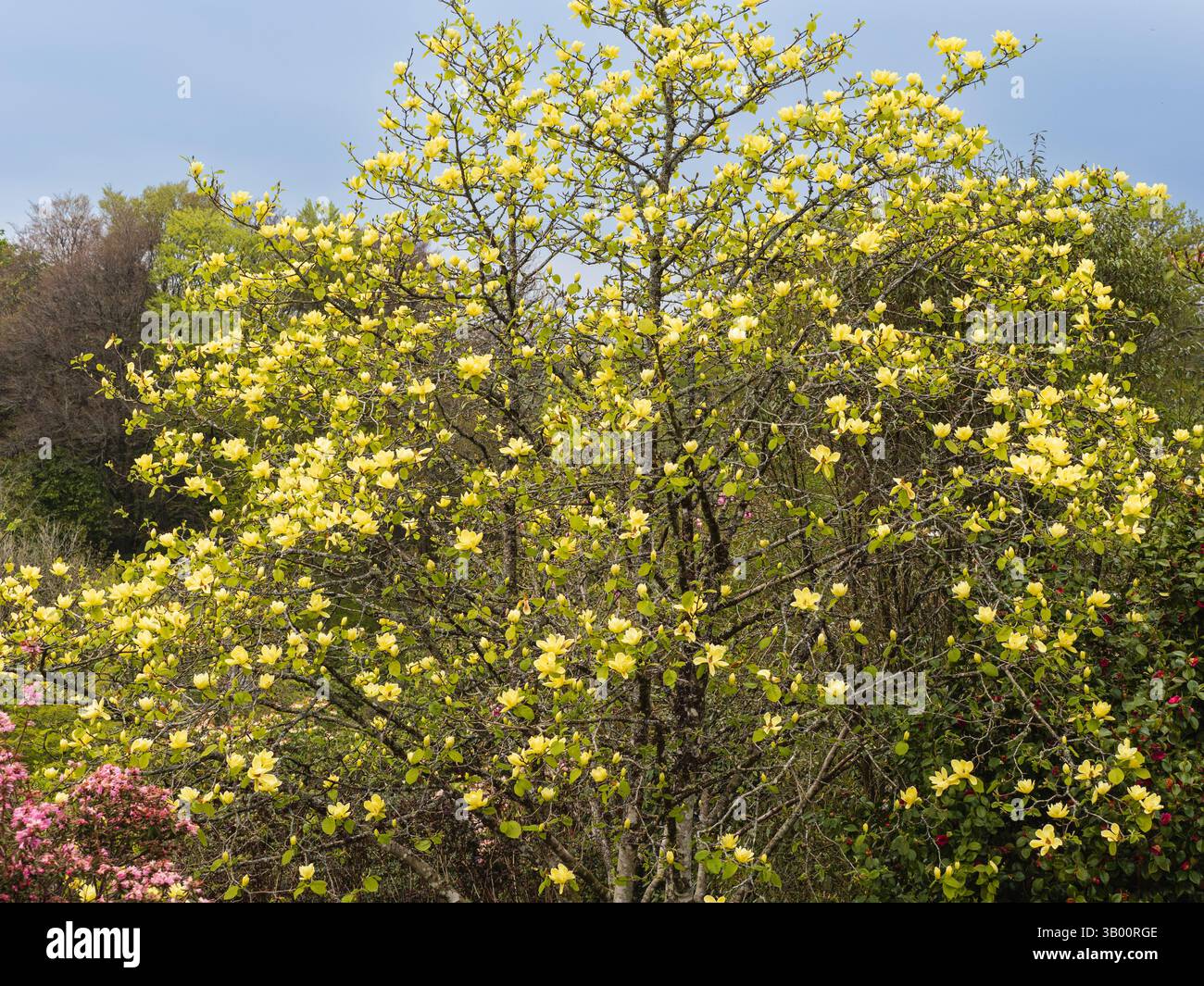 Petit arbre à feuilles caduques Hardy, Magnolia 'lois' en pleine fleur de printemps Banque D'Images