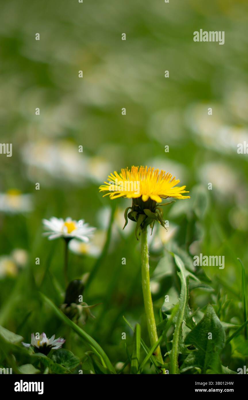 Pissenlits et marguerites sur une prairie verte fraîche de printemps verticale Banque D'Images