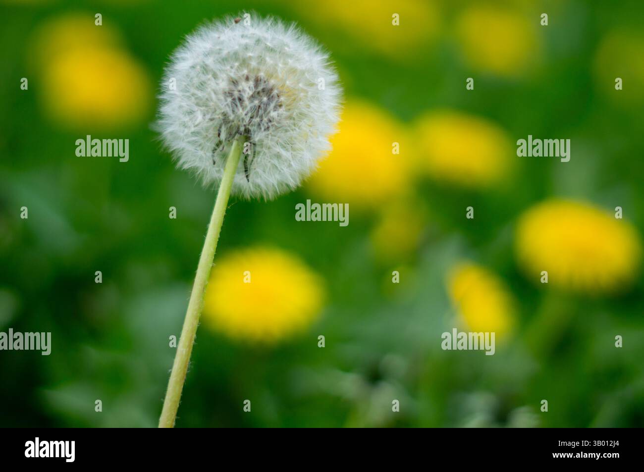 pissenlit fané avec des pissenlits jaunes frais sur une prairie verte Banque D'Images
