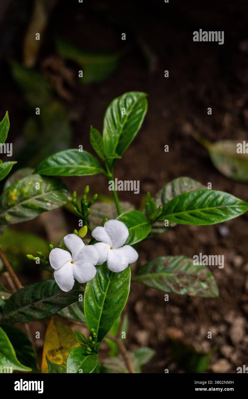 Fleurs de jasmin de croupe (Tabernaemontana divaricata) fleurissant dans un jardin indien biologique, symbolisant la pureté et la beauté naturelle. Banque D'Images