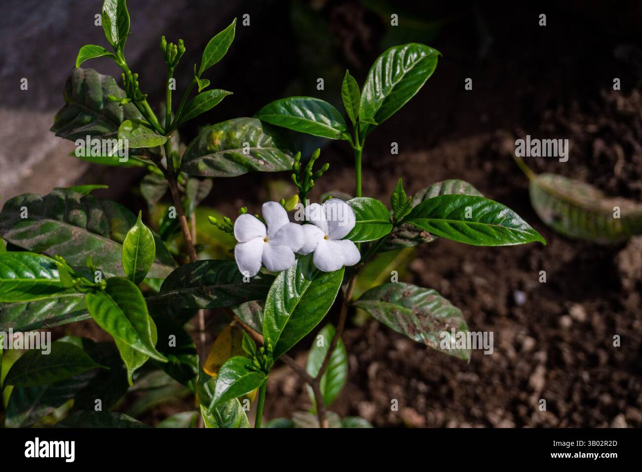 Fleurs de jasmin de croupe (Tabernaemontana divaricata) fleurissant dans un jardin indien biologique, symbolisant la pureté et la beauté naturelle. Banque D'Images