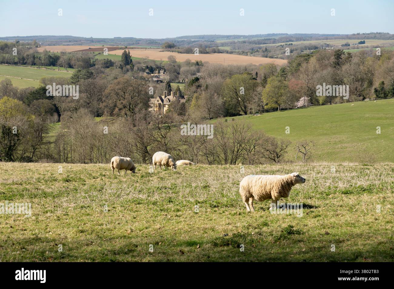 Paysage des Cotswold avec des moutons au printemps cherchant à abaisser la houle, Stow-on-the-Wold, Cotswolds, Gloucestershire, Angleterre, Royaume-Uni, Europe Banque D'Images