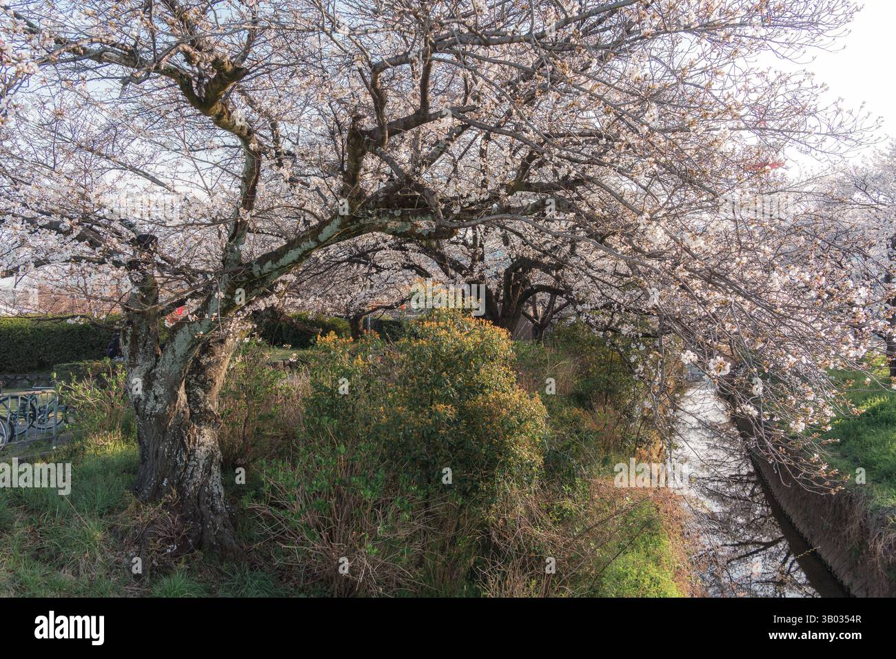 Fleur de cerisier ou sakura pleine floraison le long du canal de banlieue au printemps à Nara, Japon Banque D'Images