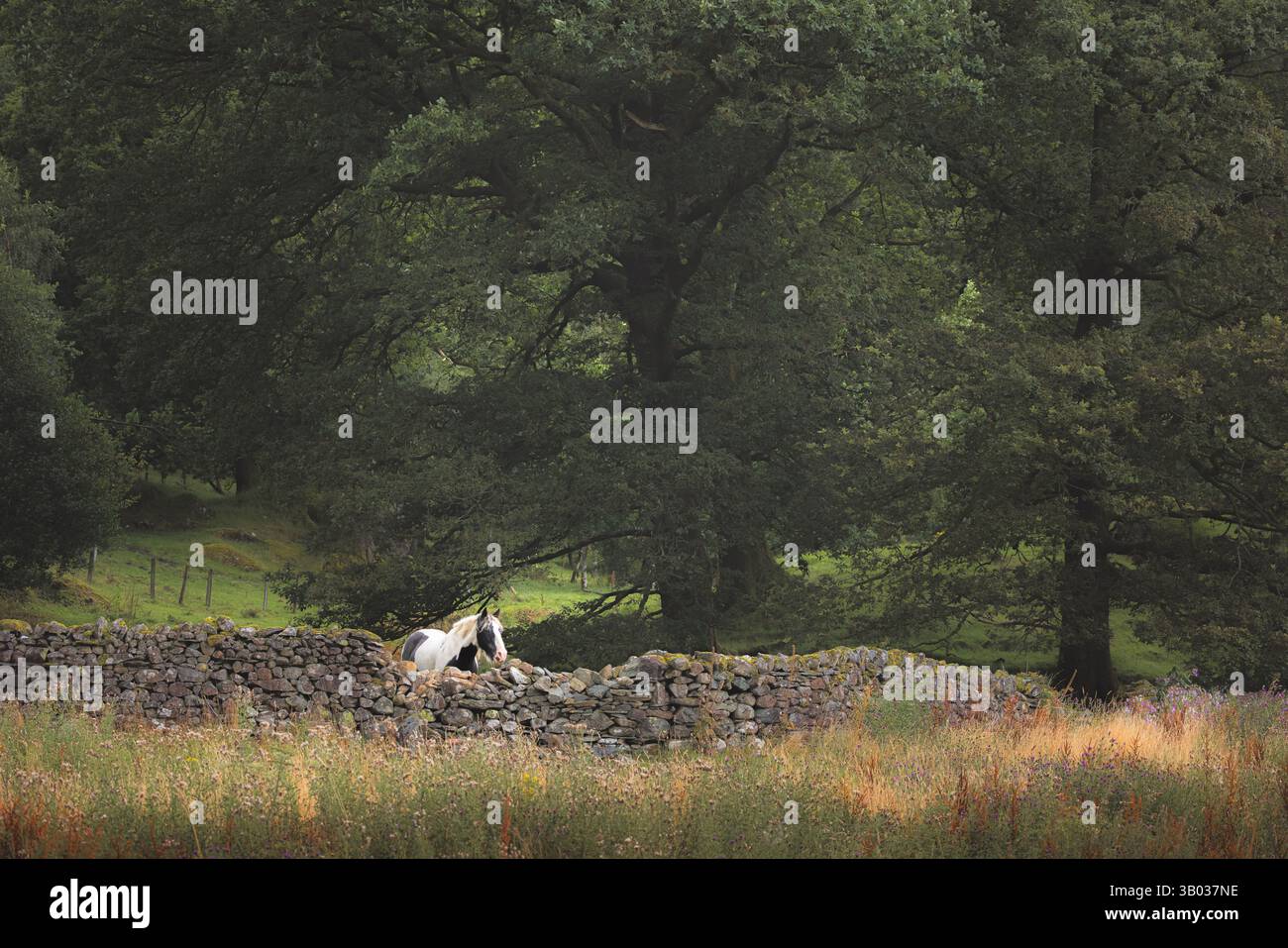 Un cheval gitan Vanner se dresse paisiblement près d'un mur de pierre rustique dans l'idyllique Lake District de Cumbria, en Angleterre, entouré d'une prairie sereine et luxuriante Banque D'Images