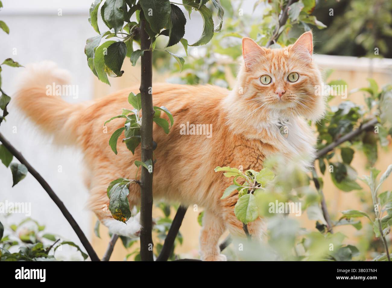 Un curieux chat tabby au gingembre grimpe à un arbre dans un jardin luxuriant, son regard aux yeux larges capturant l'essence ludique de cet adorable félin explorant le gre Banque D'Images