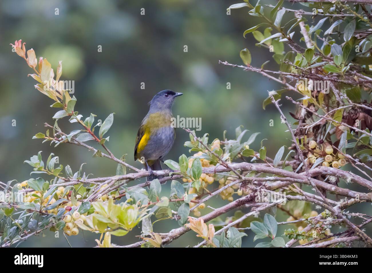 Femelle noir et jaune Silky-flycatcher au Costa Rica Banque D'Images