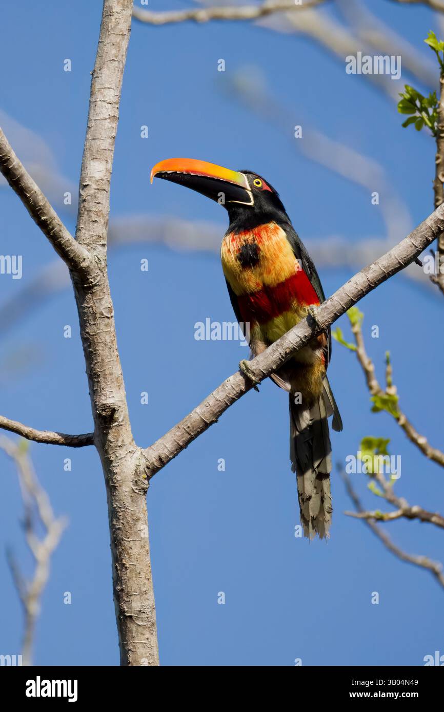 Aracari à facture ardente au Costa Rica Banque D'Images