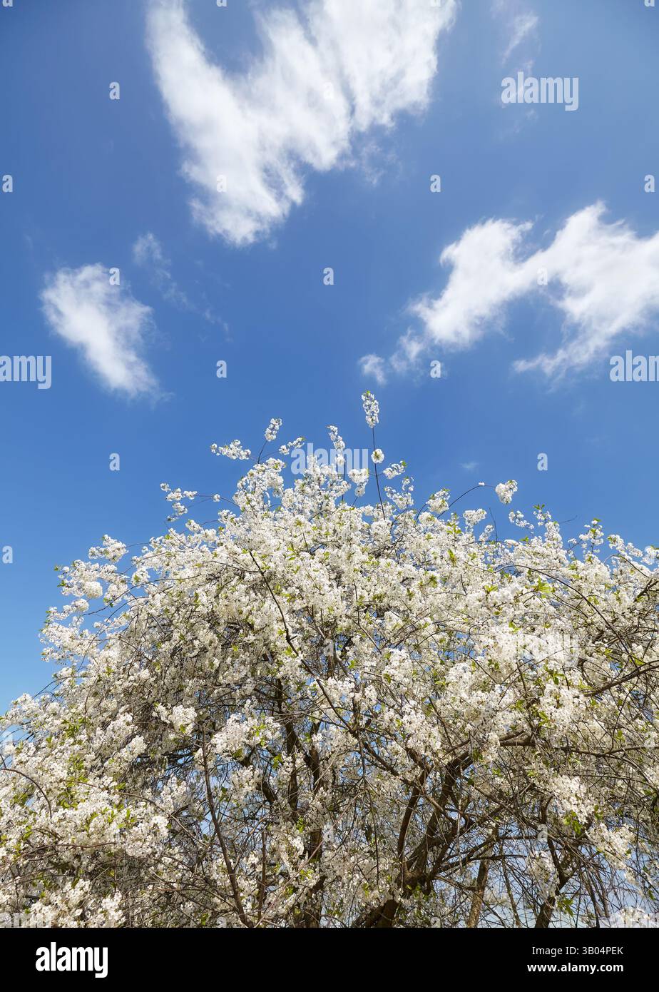Un pommier en fleurs contre le ciel. Banque D'Images