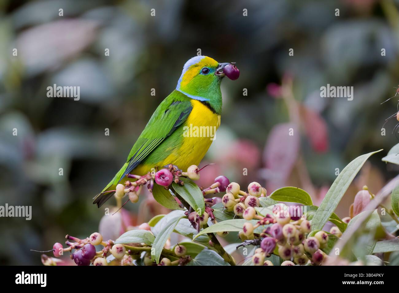 Chlorophonia à sourcils dorés mangeant une baie au Costa Rica Banque D'Images