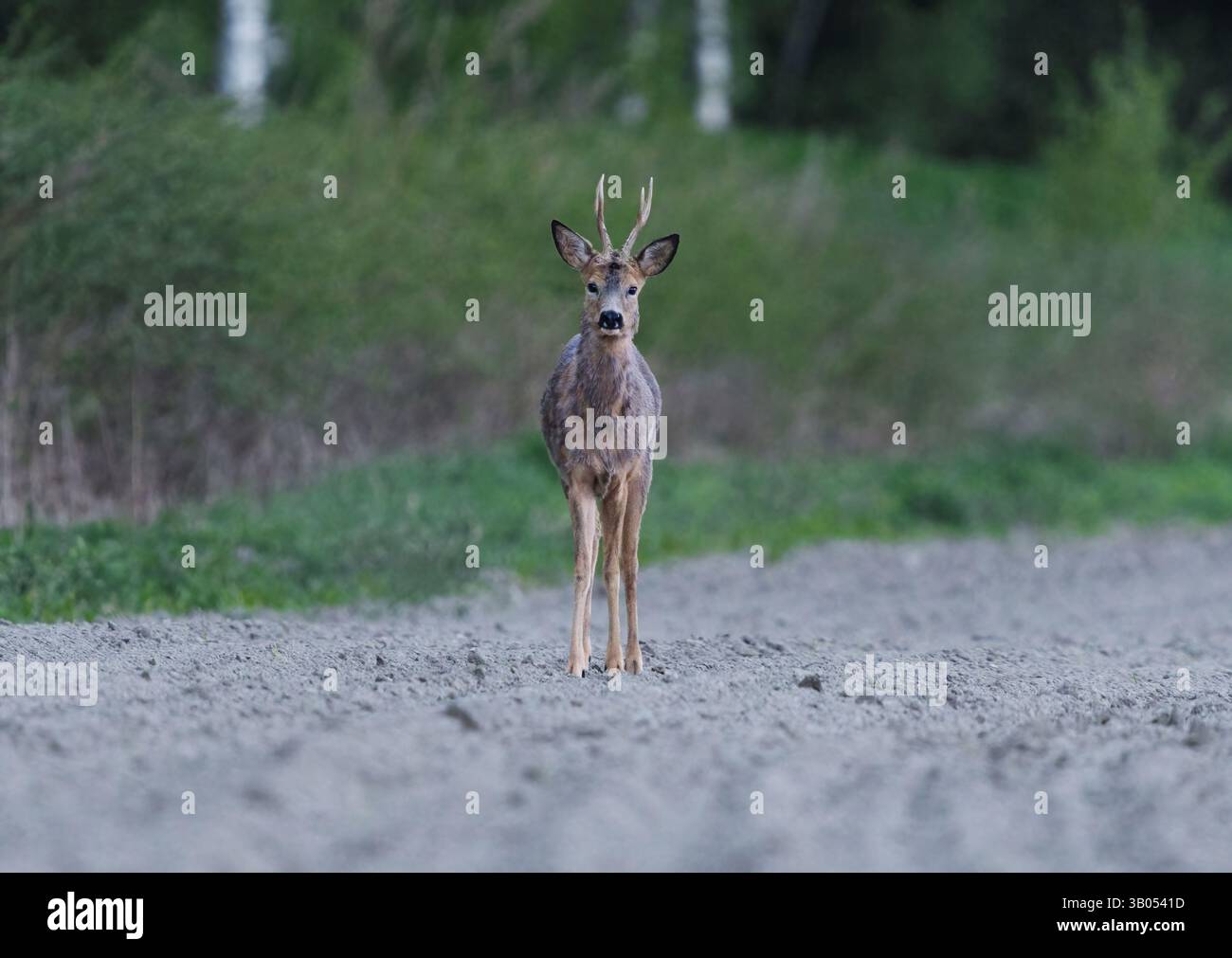 Mâles de cerfs rois (Capreolus capreolus) debout dans le champ de ferme la nuit au printemps Banque D'Images