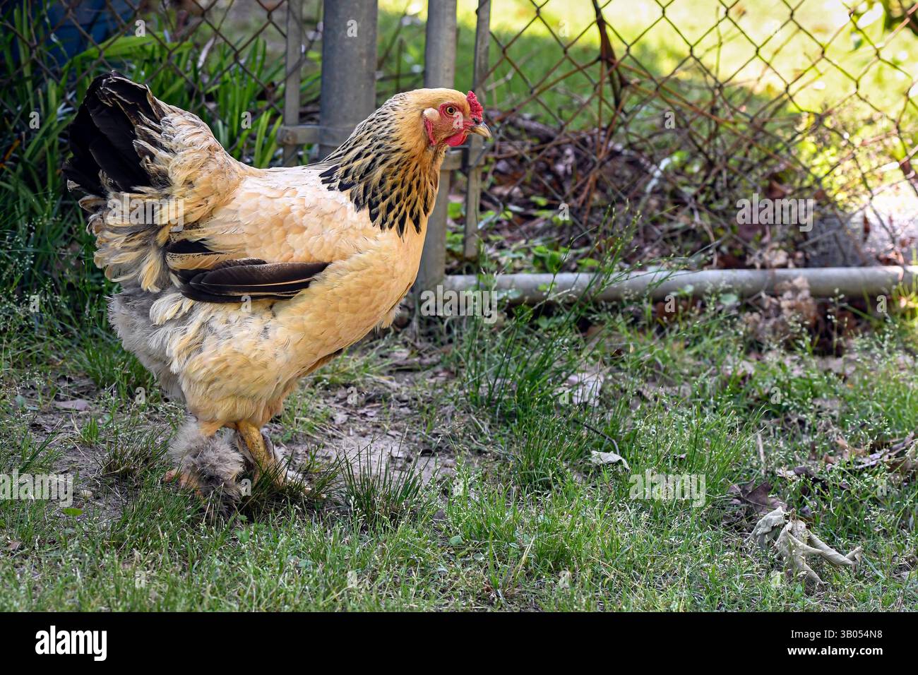 Poulet Buff Brahma debout devant une clôture à maillons dans une cour arrière avec une zone vide à droite. Banque D'Images