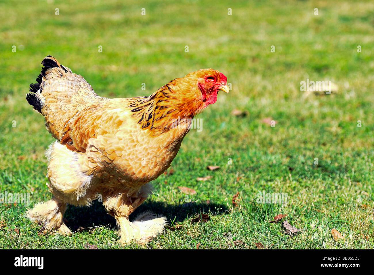 Poule de poulet Brahma marchant en plein soleil dans un champ vert avec fond de bokah. Banque D'Images