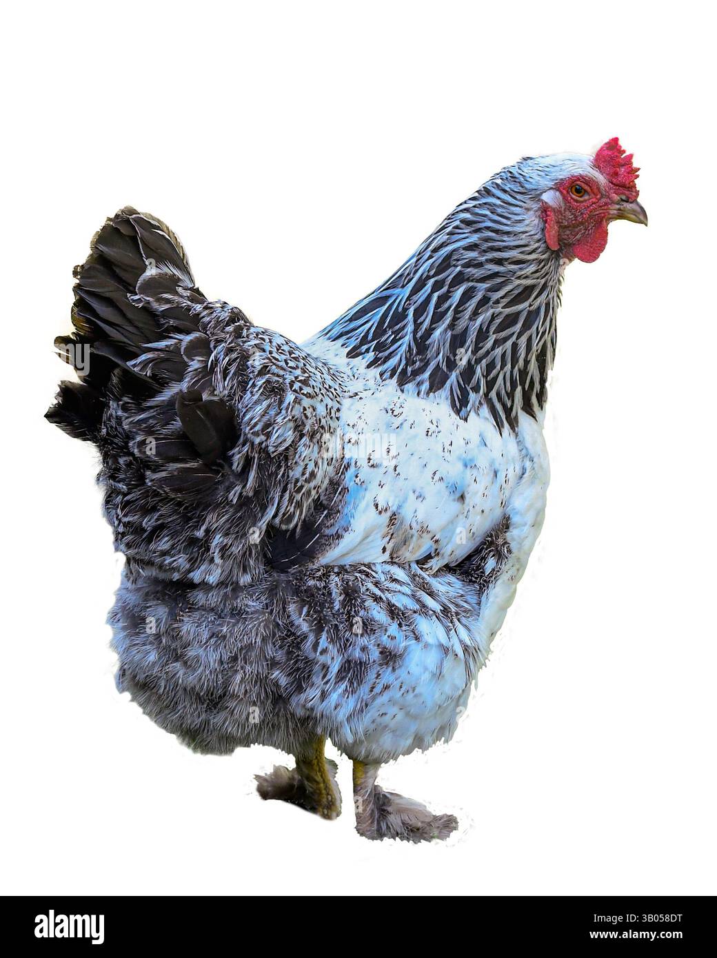 Poule Brahma noire et blanche isolée - vue de trois quarts Banque D'Images