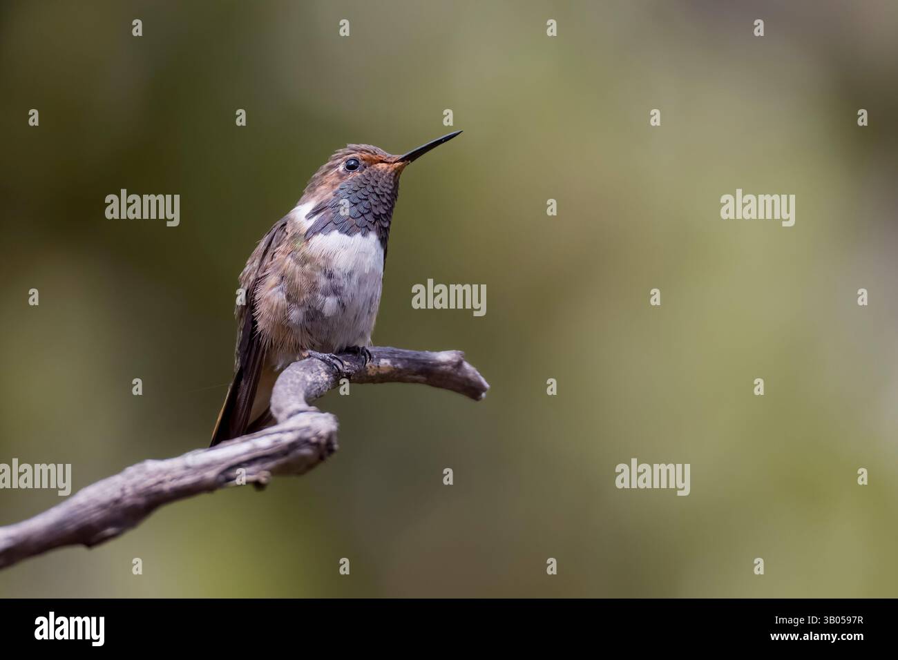 Colibri volcan au Costa Rica Banque D'Images