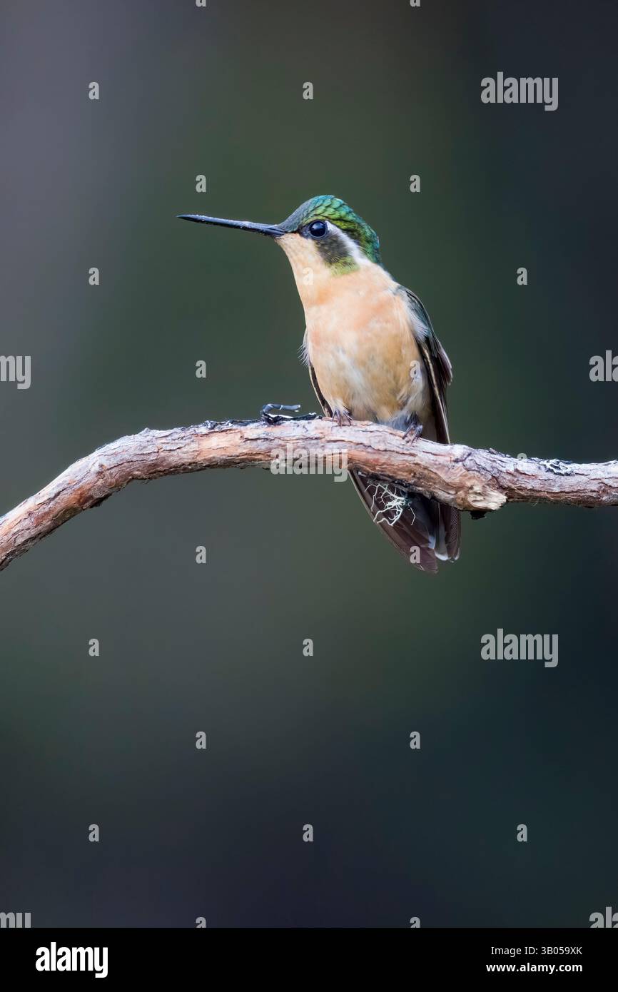 Femme White-Throated Mountain-Gem au Costa Rica Banque D'Images