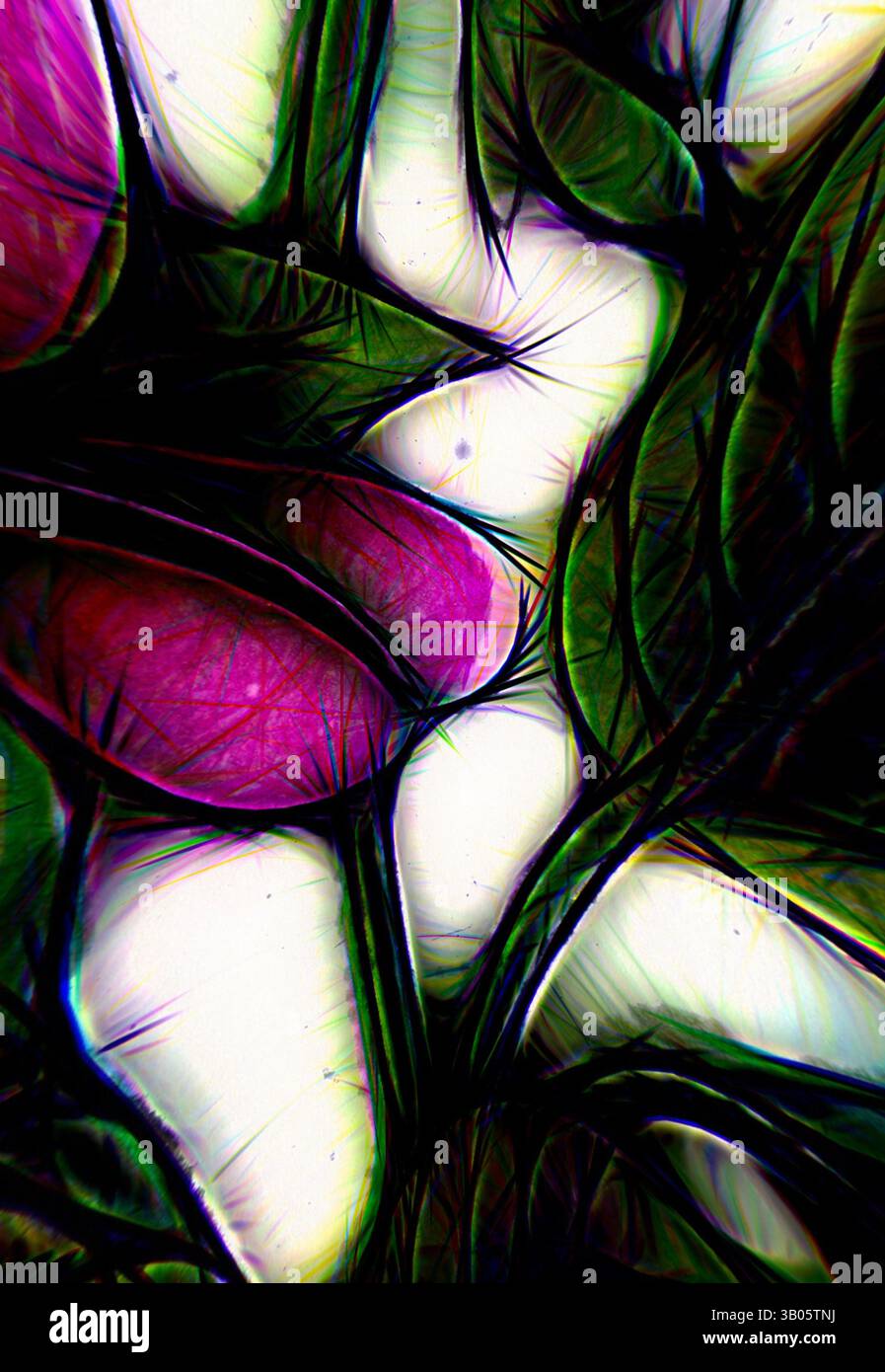 Une composition abstraite de formes entrelacées et de teintes vibrantes, mettant en valeur un mélange de courbes organiques et de lignes complexes qui créent un sentiment de profondeur et de complexité. L'interaction de la couleur améliore la fluidité et la nature dynamique des formes., Une représentation stylisée d'une fleur en fleurs avec des pétales violets vibrants entourés de feuilles vertes luxuriantes, le tout minutieusement esquissé d'une manière audacieuse et artistique. Le design est enfermé dans un cadre circulaire, améliorant son élégance et son attrait visuel. Art classique avec une touche moderne réinventé par Artotop, ornement persan transformé, art classique avec un Banque D'Images