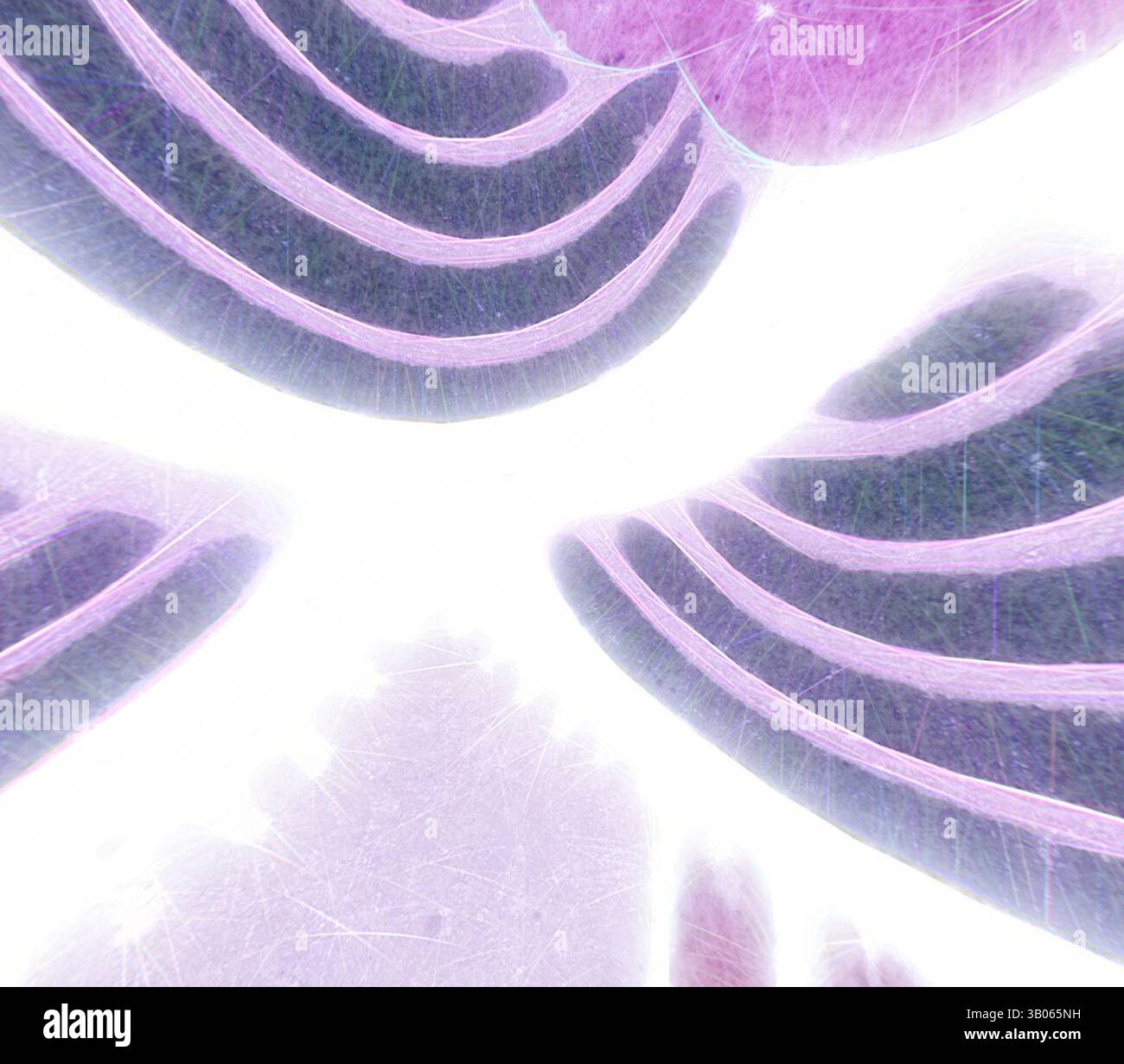 Une composition abstraite avec des lignes tourbillonnantes et des courbes douces, mélangeant des nuances de violet et de blanc pour créer une sensation de profondeur et de mouvement., Un design circulaire avec des motifs superposés ressemblant à des vagues douces et des motifs complexes, infusés de nuances douces de violet et de notes de gris. Art classique avec une touche moderne réinventé par Artotop, ornement chinois transformé, art classique avec une touche moderne réinventé par Artotop Banque D'Images