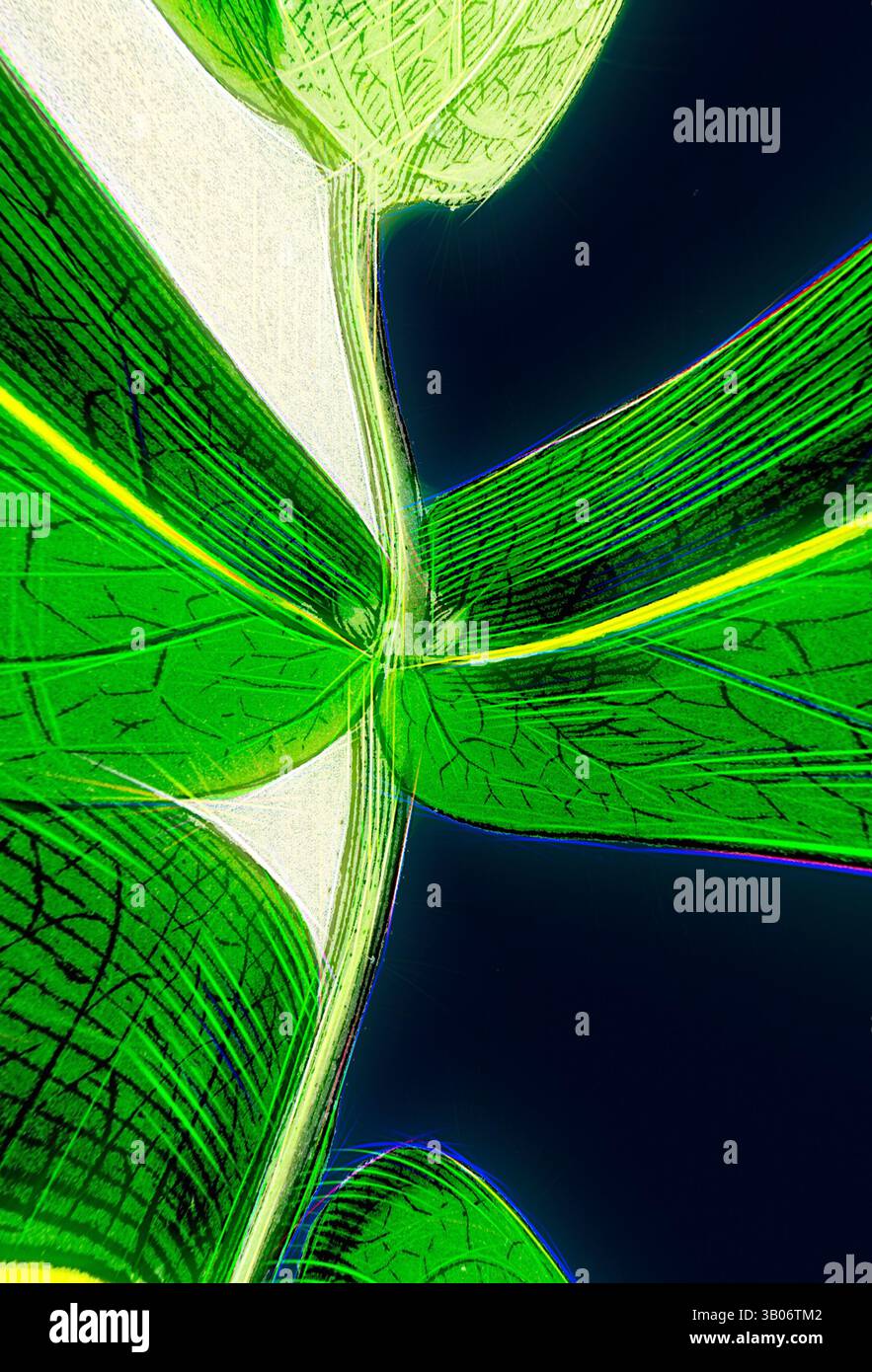 Une vue rapprochée mettant en valeur les motifs complexes et les textures des feuilles vertes vibrantes, éclairées sur un fond contrasté, révélant leurs courbes et veines naturelles., Une illustration vibrante d'une planète circulaire ornée de feuilles vertes luxuriantes, mettant en valeur le mélange harmonieux de la nature et de l'environnement. Le riche feuillage contraste magnifiquement avec les éléments bleus profonds, symbolisant la vitalité de la terre et l'équilibre écologique. Art classique avec une touche moderne réinventé par Artotop, transformé Lonicera Periclymenum, Common Woodbine, Art classique avec une touche moderne réinventé par Artotop Banque D'Images