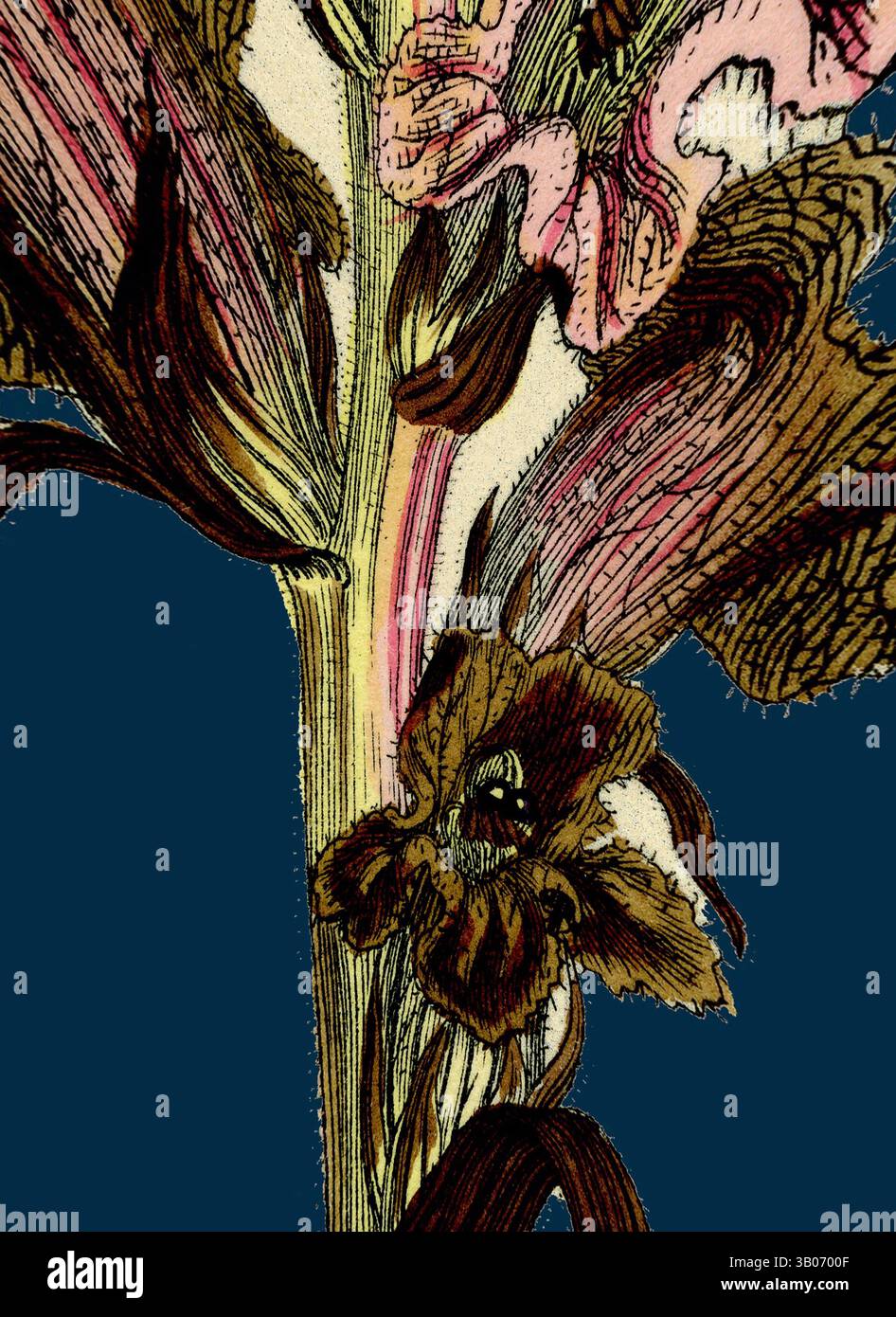 Une illustration détaillée d'une fleur vibrante avec des pétales délicats dans les tons de rose, jaune et brun, entourée d'un feuillage vert luxuriant. Les lignes et les textures complexes soulignent la beauté naturelle et la complexité du motif floral., un motif floral richement illustré avec des fleurs élégantes et un feuillage riche, sur un fond bleu profond qui accentue ses détails et textures délicats. Art classique avec une touche de modernité réinventé par Artotop, transformé Orobanche Caryophyllacea, Broomrape parfumée au clou de girofle, art classique avec une touche de modernité réinventé par Artotop Banque D'Images