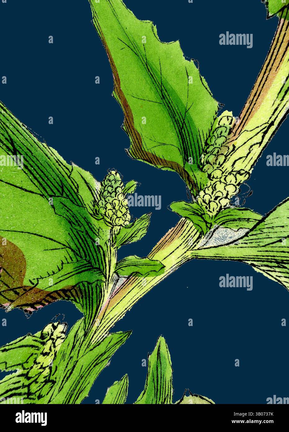 Une illustration détaillée d'une plante verte avec de larges feuilles, avec de petites grappes de bourgeons floraux au bout de ses tiges sur un fond bleu profond., Une illustration botanique détaillée mettant en valeur les feuilles vertes vibrantes et les grappes de fleurs délicates d'une plante, sur un fond bleu profond, soulignant sa beauté naturelle et ses structures complexes. Art classique avec une touche moderne réinventé par Artotop, glaucum de Chenopodium transformé, pied de chêne à feuilles de chêne, art classique avec une touche moderne réinventé par Artotop Banque D'Images