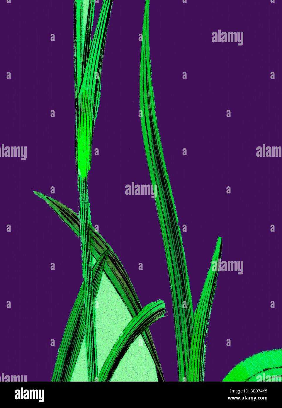 Un affichage vibrant de pousses de plantes vertes s'élève sur un fond violet profond, mettant en valeur les détails complexes et les textures des feuilles et des tiges., Un arrangement vibrant de fines lames vertes émergeant sur un fond violet audacieux, créant un contraste frappant qui met en évidence la beauté naturelle et la simplicité de la vie végétale. Art classique avec une touche moderne réinventé par Artotop, transformé Carex Vaginata, Short Brown-Spiked Sedge, art classique avec une touche moderne réinventé par Artotop Banque D'Images