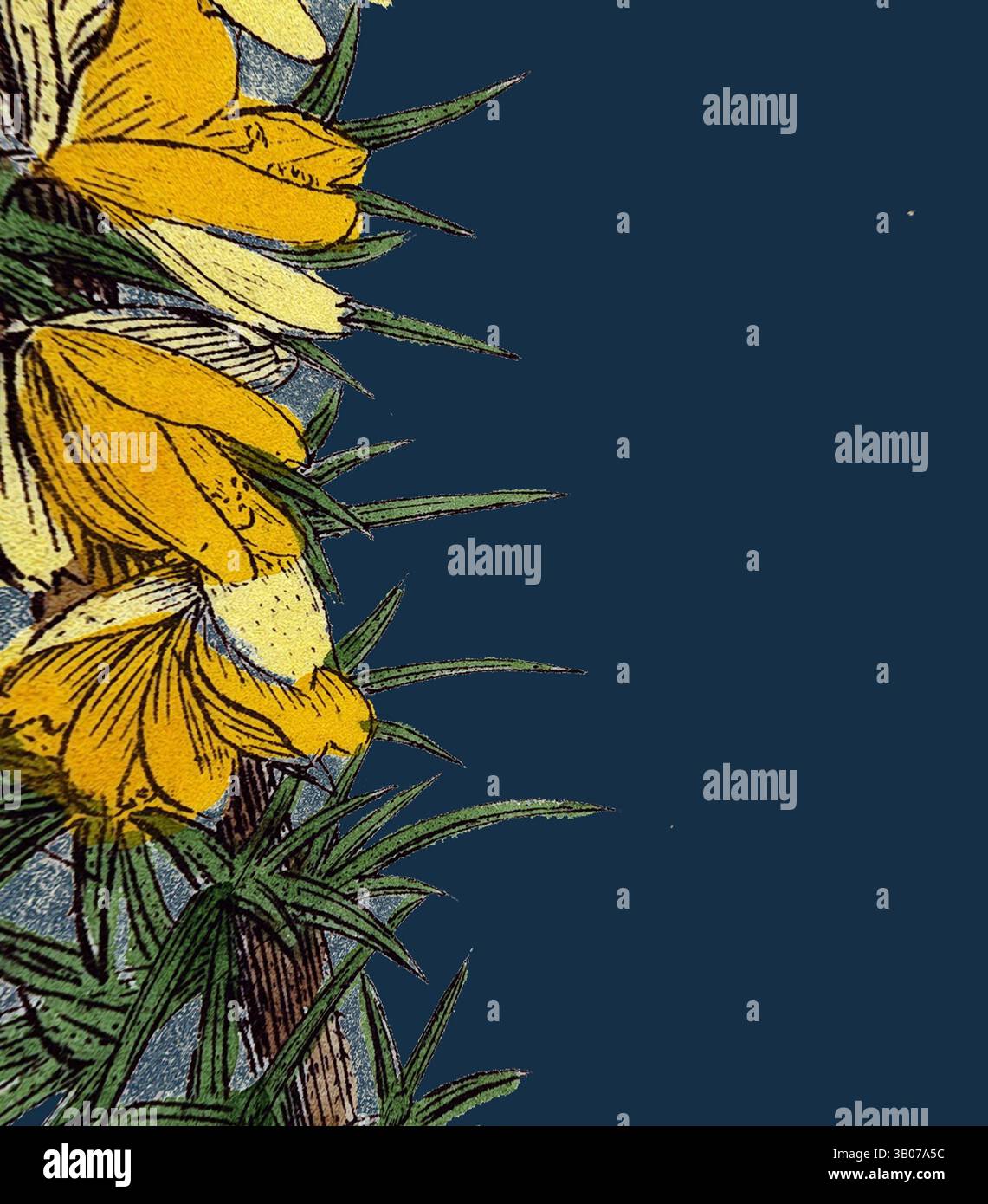 Un affichage vibrant de fleurs jaunes contrastant avec un fond bleu profond, entouré d'un feuillage vert luxuriant, créant une composition saisissante et vivante., Un amas de fleurs jaunes éclatantes émerge d'une tige verte épaisse, placée sur un fond bleu profond, créant un contraste saisissant qui met en valeur la beauté de la nature. Art classique avec une touche moderne réinventé par Artotop, transformé Ulex eu-nanus, Dwarf Furze, Art classique avec une touche moderne réinventé par Artotop Banque D'Images