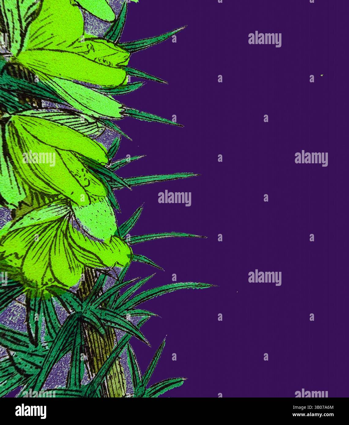 Un arrangement vibrant de fleurs vert vif entouré de feuilles pointues et épaisses sur un riche fond violet. Le contraste met en évidence les détails complexes des pétales et du feuillage., Une plante verte vibrante avec des épines pointues et des fleurs jaunes délicates se distingue sur un fond violet profond, créant un contraste visuel saisissant. Art classique avec une touche moderne réinventé par Artotop, transformé Ulex eu-nanus, Dwarf Furze, Art classique avec une touche moderne réinventé par Artotop Banque D'Images