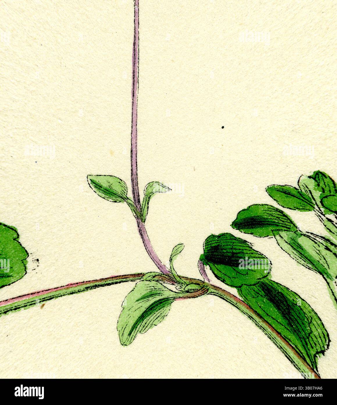 Un arrangement délicat de feuilles vertes et de tiges minces, mettant en valeur les détails complexes de la conception de la nature avec un fond doux qui rehausse leur beauté subtile. Une illustration délicate présente une branche élancée ornée de feuilles vertes éclatantes et de petites fleurs joyeuses, le tout contenu dans un cadre circulaire qui rehausse sa beauté naturelle. Art classique avec une touche moderne réinventé par Artotop, Linnaea Borealis bifleuri transformé, art classique avec une touche moderne réinventé par Artotop Banque D'Images