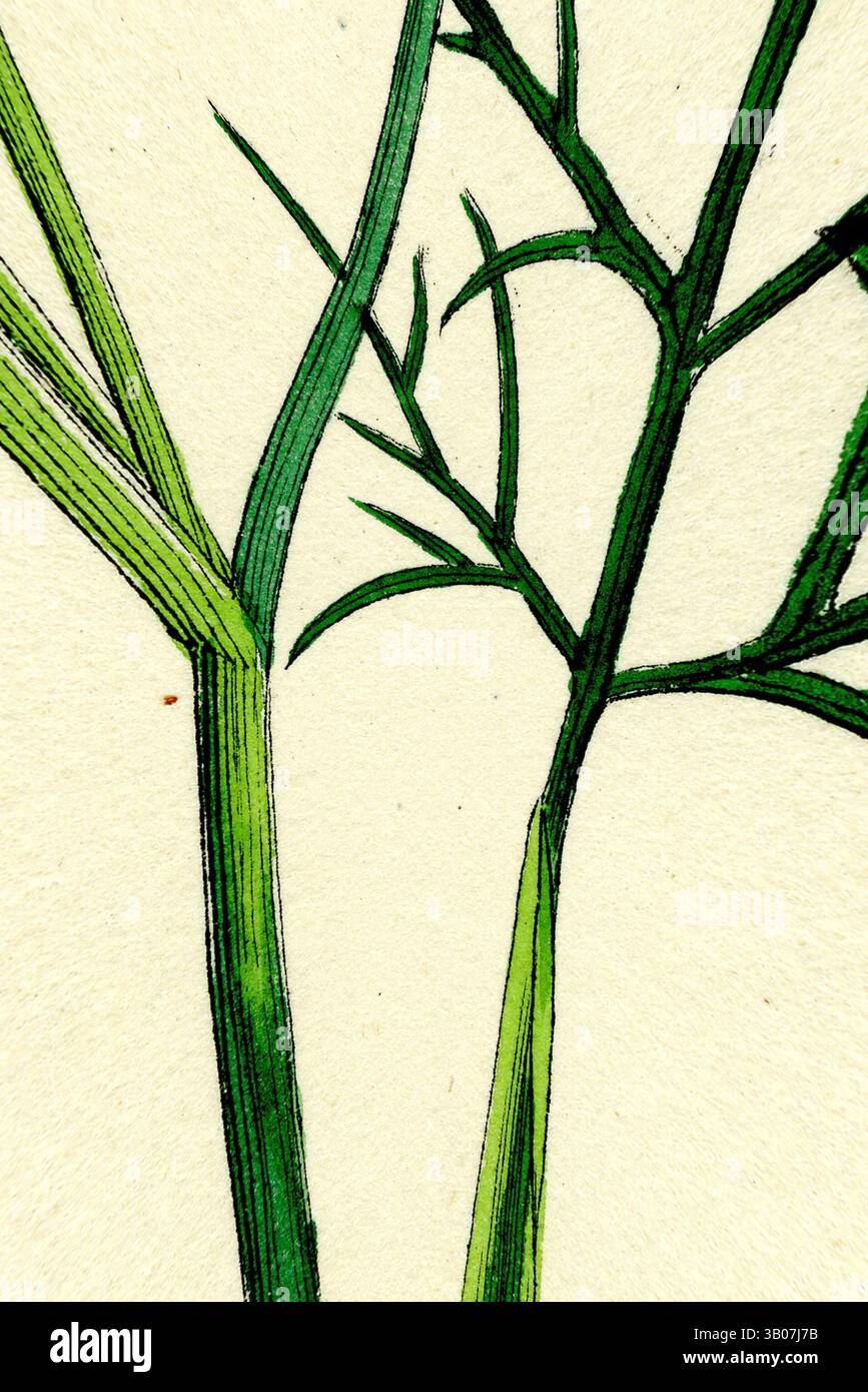 Une vue rapprochée de tiges vertes fraîches qui s'entrelacent, mettant en valeur des branches délicates avec des nuances de vert variées, mettant en évidence leurs textures et formes uniques sur un fond doux et neutre., deux tiges vertes minces avec des branches délicates s'étendent vers le haut, sur un fond doux et circulaire qui améliore leur teinte vibrante. La composition globale souligne l'élégance et la simplicité des formes naturelles. Art classique avec une touche moderne réinventé par Artotop, transformé Foeniculum vulgare fenouil commun, art classique avec une touche moderne réinventé par Artotop Banque D'Images