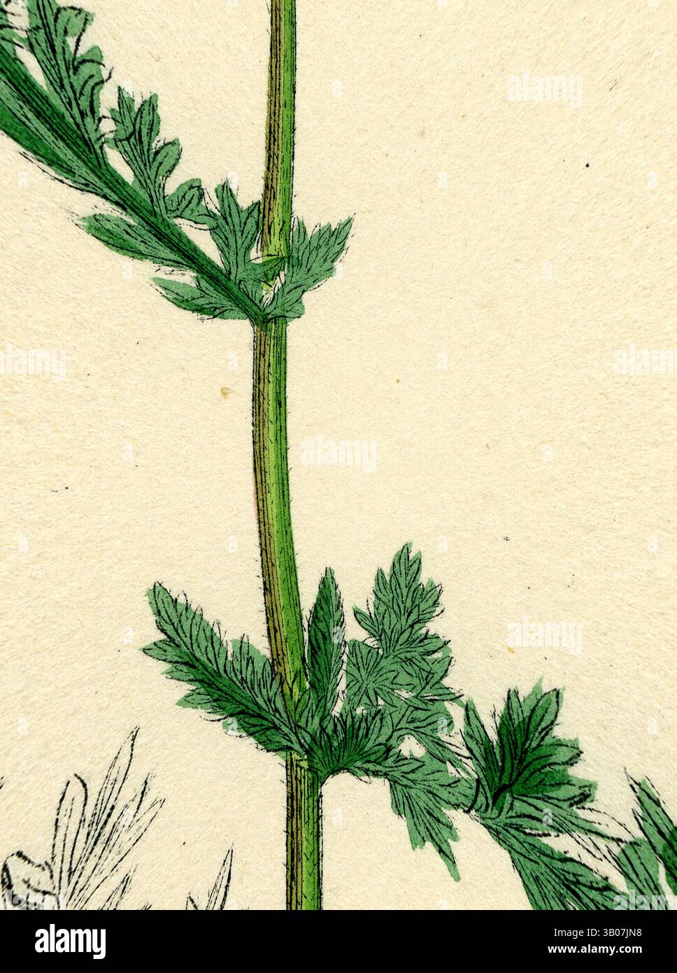 Une vue rapprochée d'une tige délicate ornée de feuilles vertes vibrantes, présentant des détails complexes et des textures qui mettent en valeur la beauté de la nature., Une illustration délicate de fougères avec des feuilles minutieusement détaillées, mélangeant des teintes vertes douces avec des contours artistiques subtils, mettant en valeur l'élégance du design de la nature. Art classique avec une touche moderne réinventé par Artotop, transformé Achillea Millefolium Common Yarrow, art classique avec une touche moderne réinventé par Artotop Banque D'Images