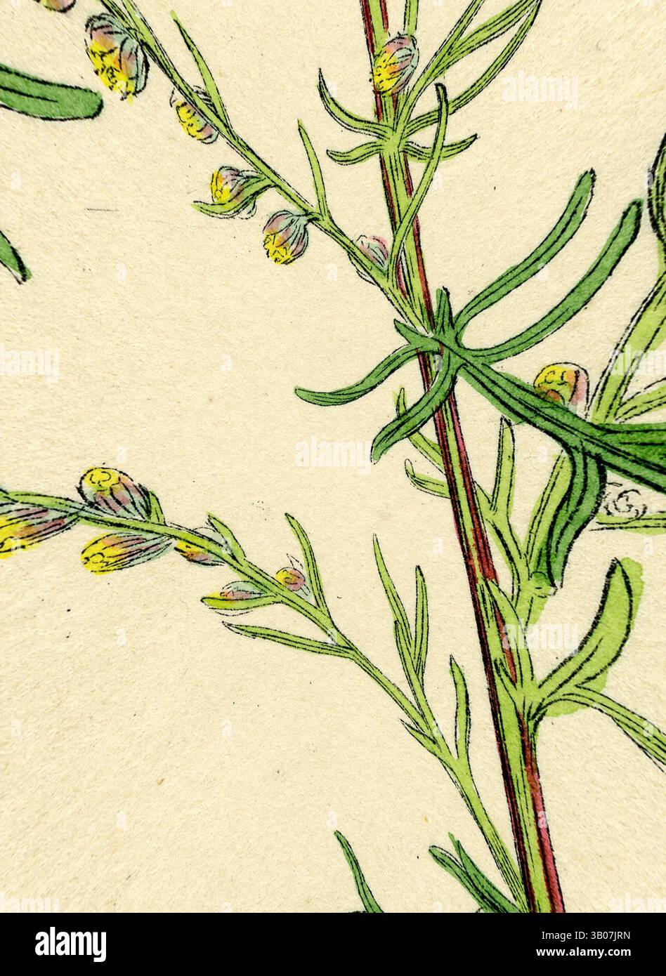 Une branche délicate présente de fines feuilles vertes et des fleurs jaunes en herbe, mettant en valeur la beauté complexe de la nature. Le fond doux met en valeur les détails fins de la plante, attirant l'attention sur sa forme gracieuse., Une illustration délicate d'une plante élancée avec des tiges fines et vertes et des grappes de petites fleurs jaunes, sur un fond doux et clair. Art classique avec une touche moderne réinventé par Artotop, transformé Artemisia campestris Field Southernwood, art classique avec une touche moderne réinventé par Artotop Banque D'Images