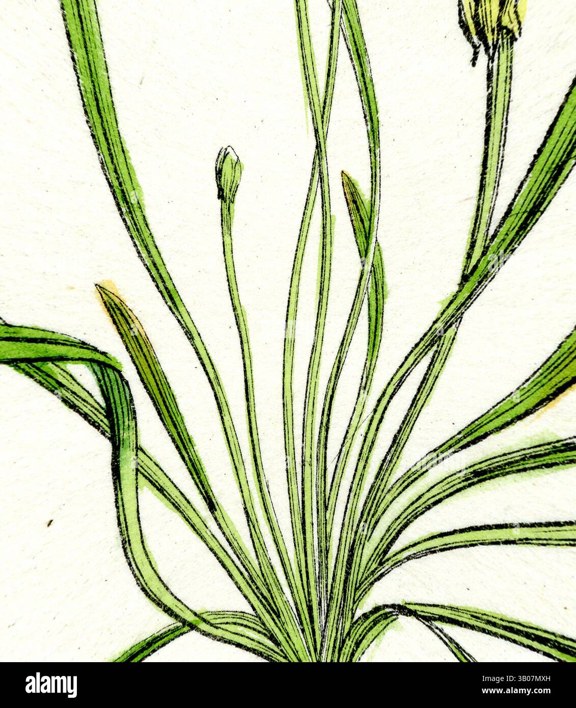 Un arrangement délicat de tiges vertes minces avec des pointes florales en herbe, mettant en valeur les détails complexes de la vie végétale., Une illustration délicate de tiges vertes minces avec des fleurs en bourgeonnement, disposées dans un format circulaire, mettant en valeur les détails complexes de chaque élément. Art classique avec une touche moderne réinventé par Artotop, transformé Myosurus Minimus Common Mouse-Tail, art classique avec une touche moderne réinventé par Artotop Banque D'Images