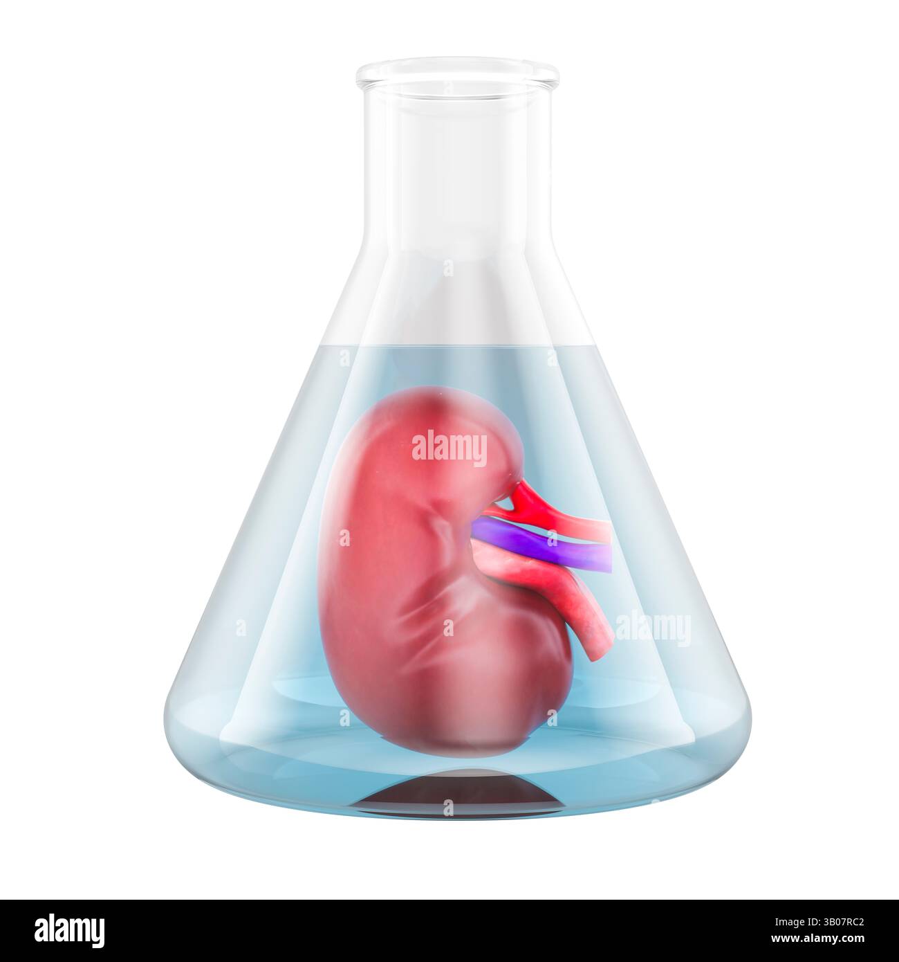 Croissance du rein humain, culture d'organe in vitro. Rendu 3D isolé sur fond blanc Banque D'Images