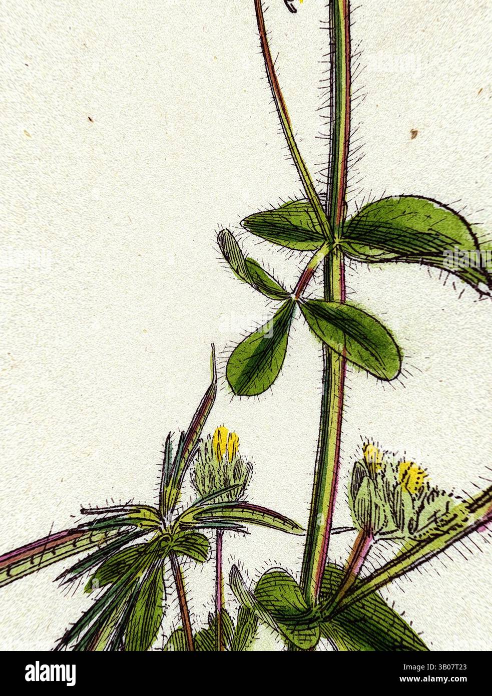 Un gros plan de délicates plantes vertes aux tiges minces et aux petites fleurs jaunes, mettant en valeur les détails complexes des feuilles et des poils fins. L'arrière-plan présente un aspect doux et texturé qui améliore le sujet botanique., Une illustration délicate d'une plante à fleurs, avec des tiges minces, des feuilles vertes vibrantes et de petites fleurs jaunes, le tout sur un fond doux et neutre. Art classique avec une touche de modernité réinventé par Artotop, transformé Lotus hispidus Short-Podded Small Bird's-Foot Trefoil, art classique avec une touche de modernité réinventé par Artotop Banque D'Images