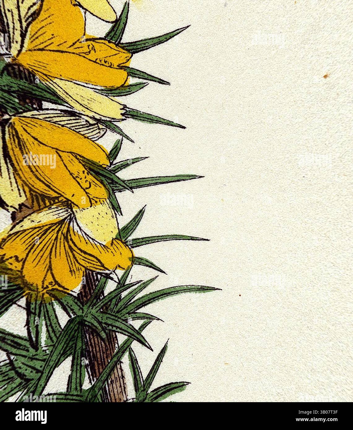 Un amas de fleurs jaunes aux pétales vibrants est niché au milieu de feuilles vertes fines, créant un contraste saisissant sur un fond pâle. Les détails délicats des fleurs et du feuillage évoquent un sentiment de beauté naturelle et de tranquillité., Un délicat groupe de fleurs jaune vif accompagné d'épines vertes vives, mettant en valeur la beauté des contrastes de la nature. Art classique avec une touche moderne réinventé par Artotop, transformé Ulex eu-nanus Dwarf Furze, art classique avec une touche moderne réinventé par Artotop Banque D'Images