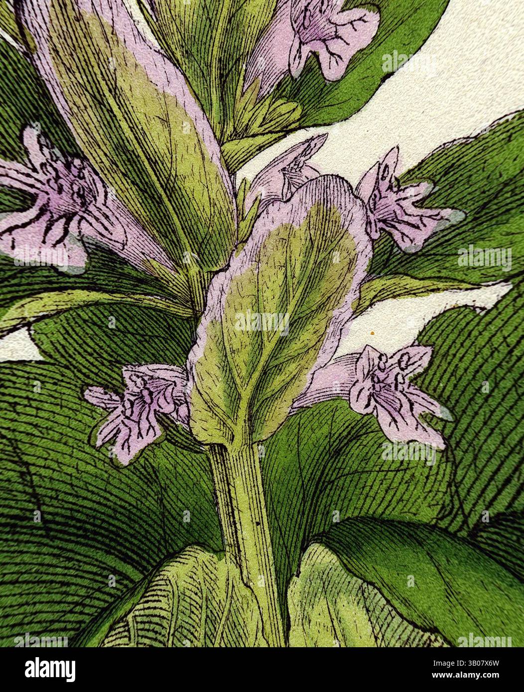 Une illustration détaillée d'une plante avec des feuilles vertes luxuriantes et délicates fleurs de lavande, mettant en valeur des textures et des motifs complexes., Une illustration détaillée d'une plante à fleurs avec des fleurs violettes vibrantes et des feuilles vertes luxuriantes, mettant en valeur les textures complexes du feuillage et des pétales, le tout sur un fond doux et neutre. Art classique avec une touche moderne réinventé par Artotop, transformé Ajuga Pyramidalis Pyramidalis Pyramidalis Bugle, art classique avec une touche moderne réinventé par Artotop Banque D'Images