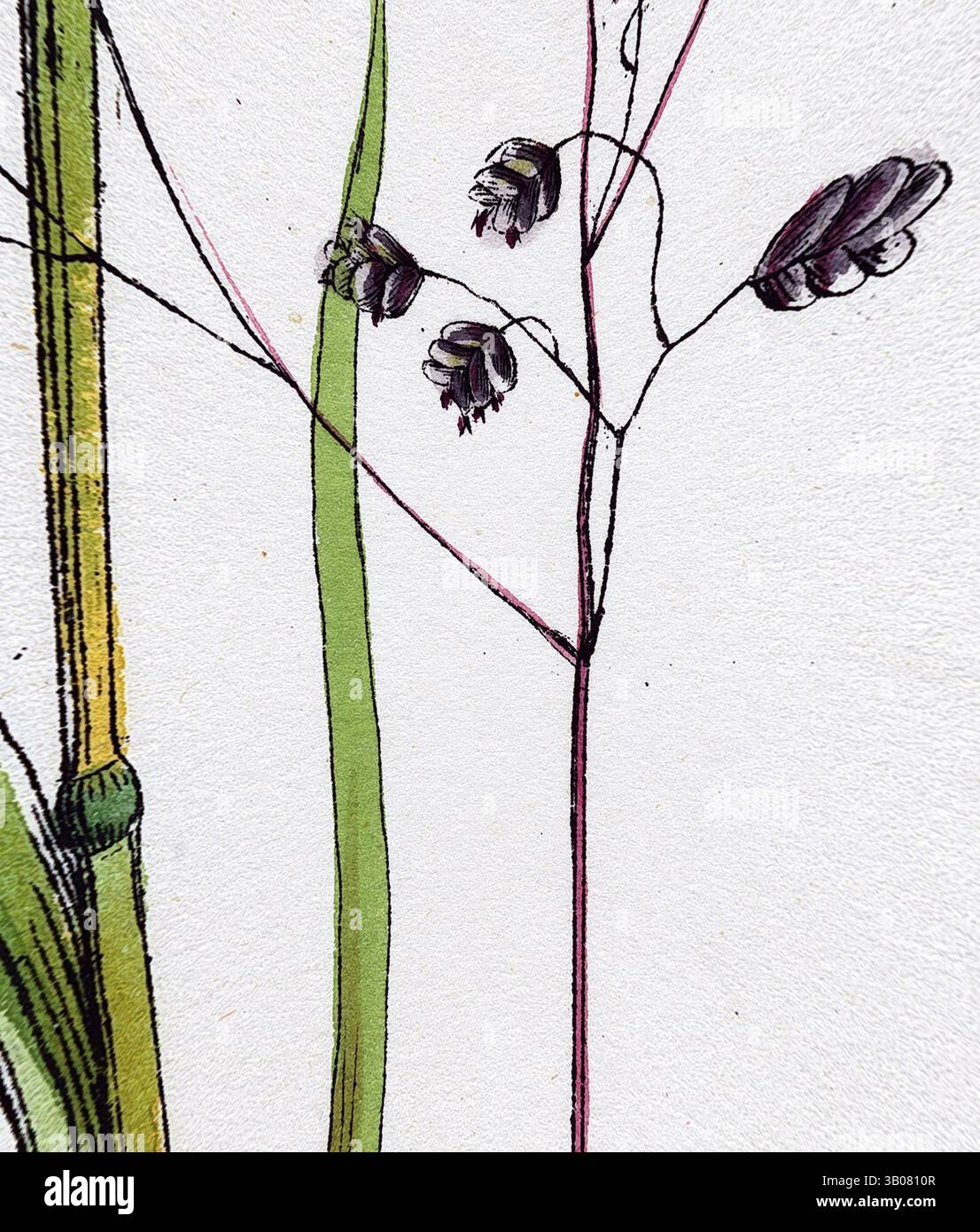 Une représentation rapprochée de tiges et de fleurs de plantes délicates, mettant en valeur des détails complexes dans leur structure et leur couleur. L'arrangement souligne l'élégance de la nature avec des feuilles vertes minces et des boutons floraux doucement courbés., Une illustration délicate d'herbes minces avec des fleurs tombantes en forme de cloche, mettant en valeur les détails complexes de la beauté de la nature. Art classique avec une touche moderne réinventé par Artotop, transformé Briza Media Common Quaking-Grass, art classique avec une touche moderne réinventé par Artotop Banque D'Images