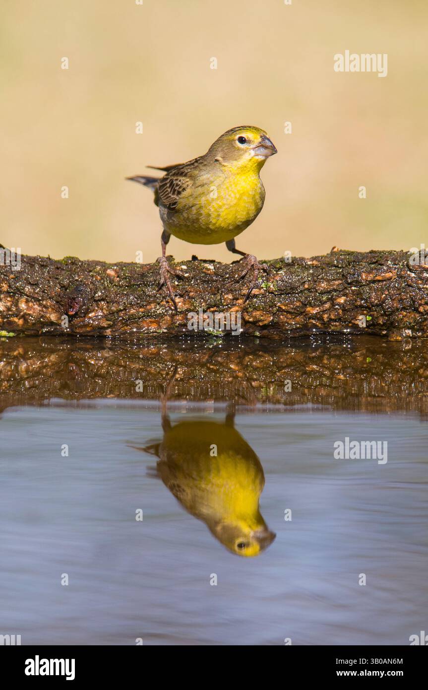 Finch safran, Sicalis flaveola, la Pampa, Argentine. Banque D'Images