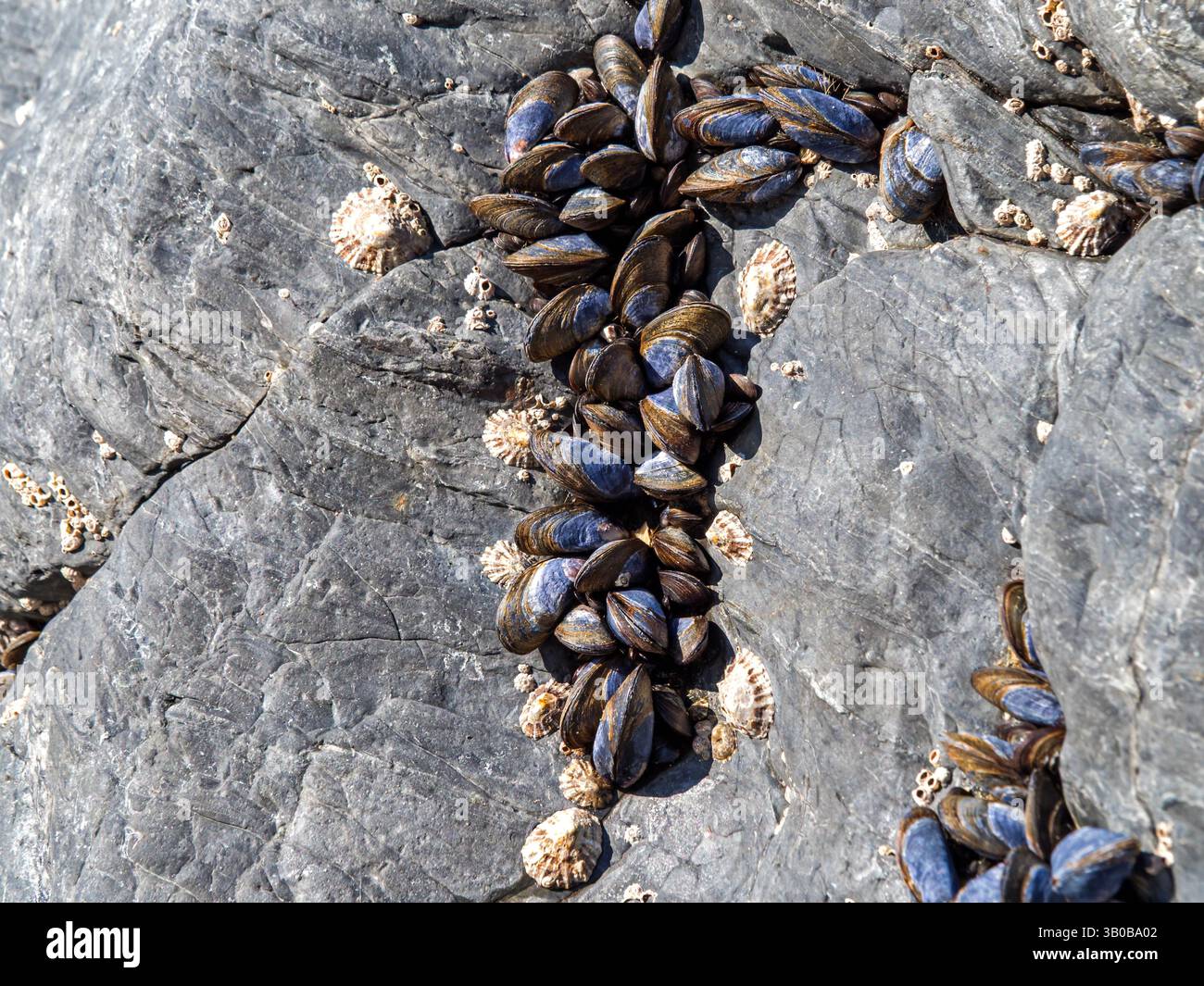 Moules, limpets et bernacles à marée basse Banque D'Images