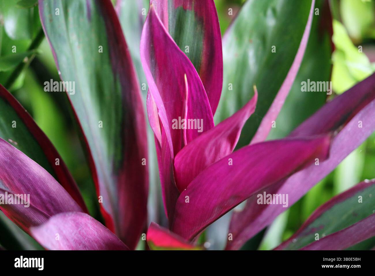 Gros plan d'une plante à feuillage tropical cordyline violet et vert dans un jardin Banque D'Images
