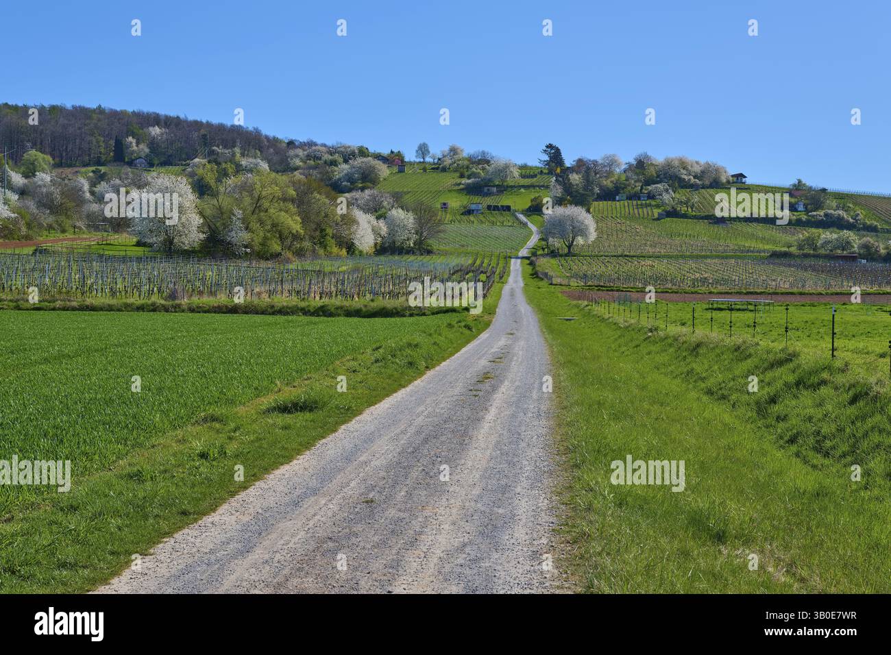 Une voie de campagne mène à travers un paysage printanier vert avec des arbres en fleurs et un ciel bleu ensoleillé, Hoerstein, Bavière, Allemagne, Europe Banque D'Images
