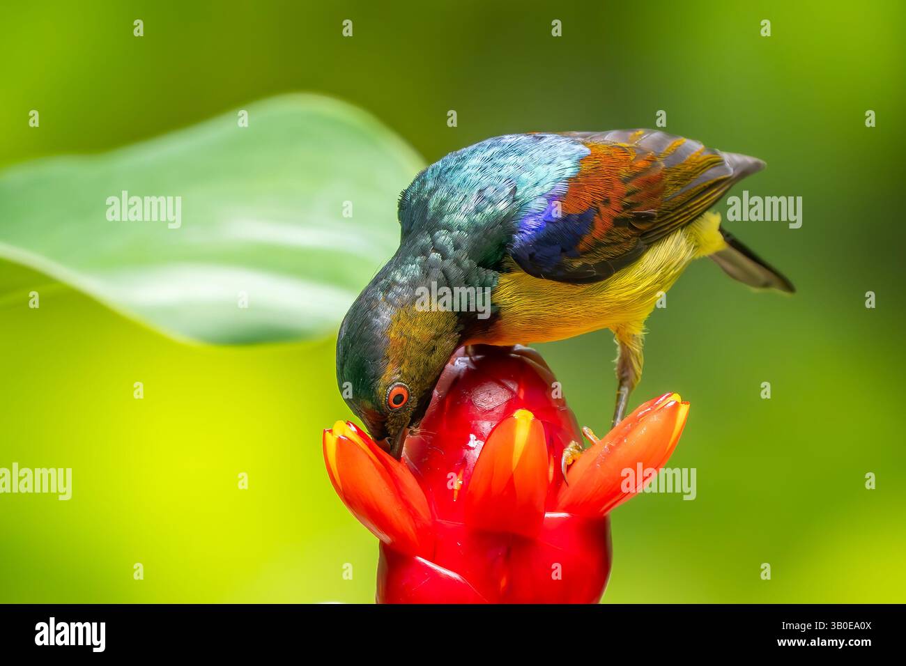 Sunbird à gorge simple - Anthreptes malacensis, magnifique sunbird colloque des jardins et des bois d'Asie du Sud-est, Singapour. Banque D'Images