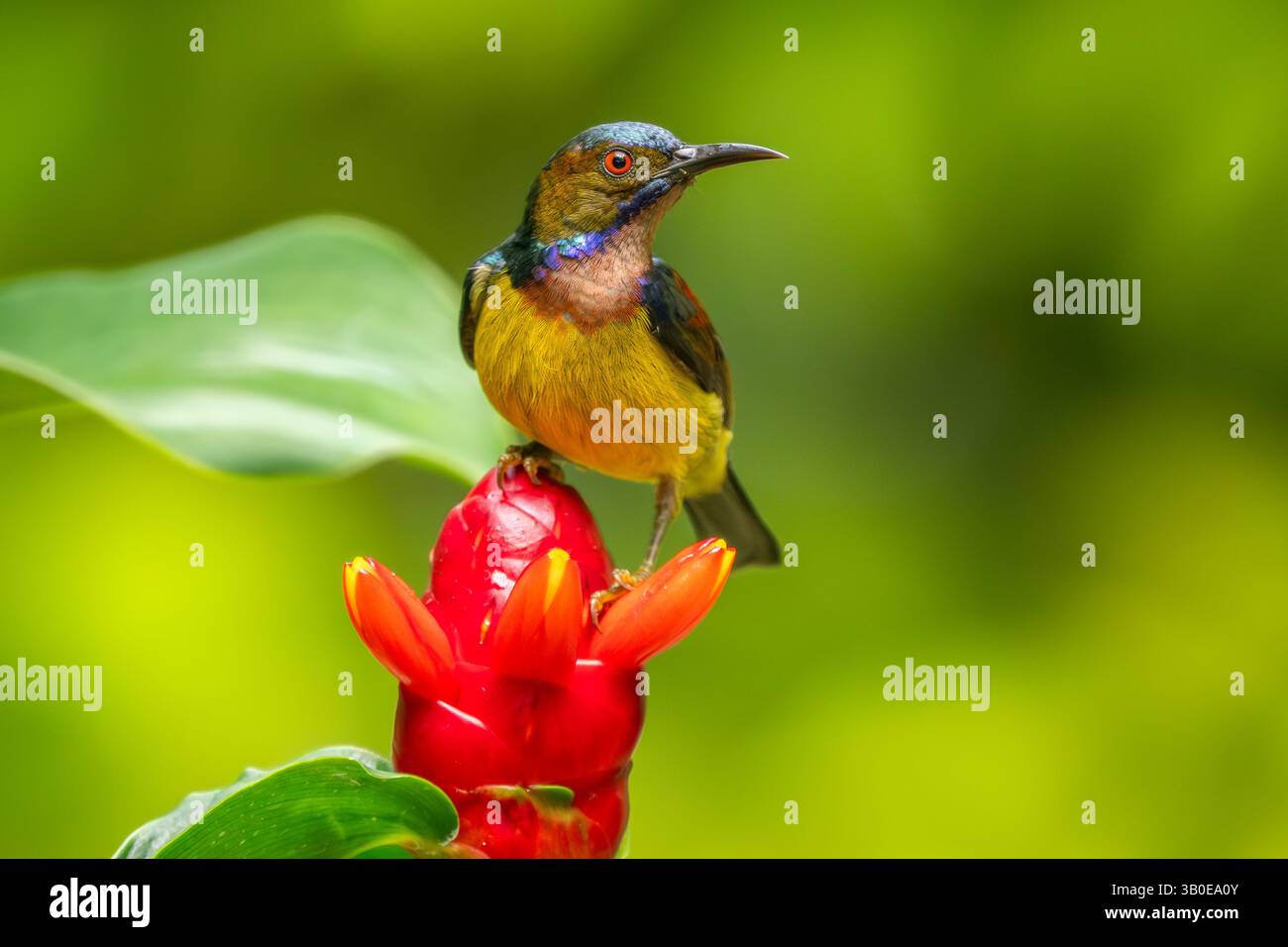 Sunbird à gorge simple - Anthreptes malacensis, magnifique sunbird colloque des jardins et des bois d'Asie du Sud-est, Singapour. Banque D'Images