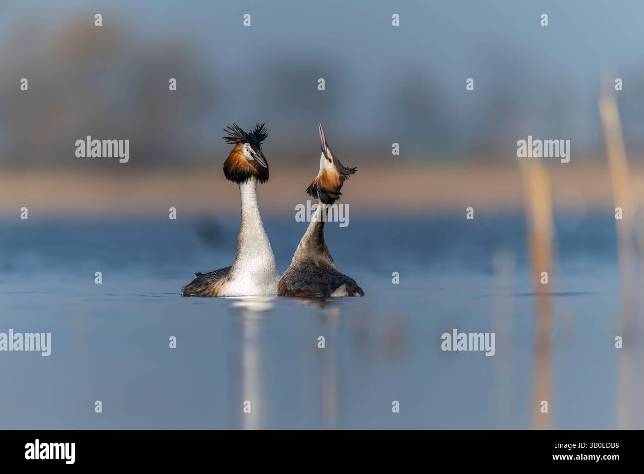 De grands grèbes à crête (Podiceps cristatus) réalisant une exposition de cour sur un lac calme en Pologne, au printemps. Banque D'Images