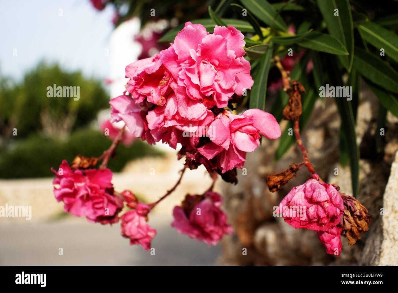 Double Oleander rose (Nerium oleander) à côté d'un mur de pierre sèche à Minorque Banque D'Images