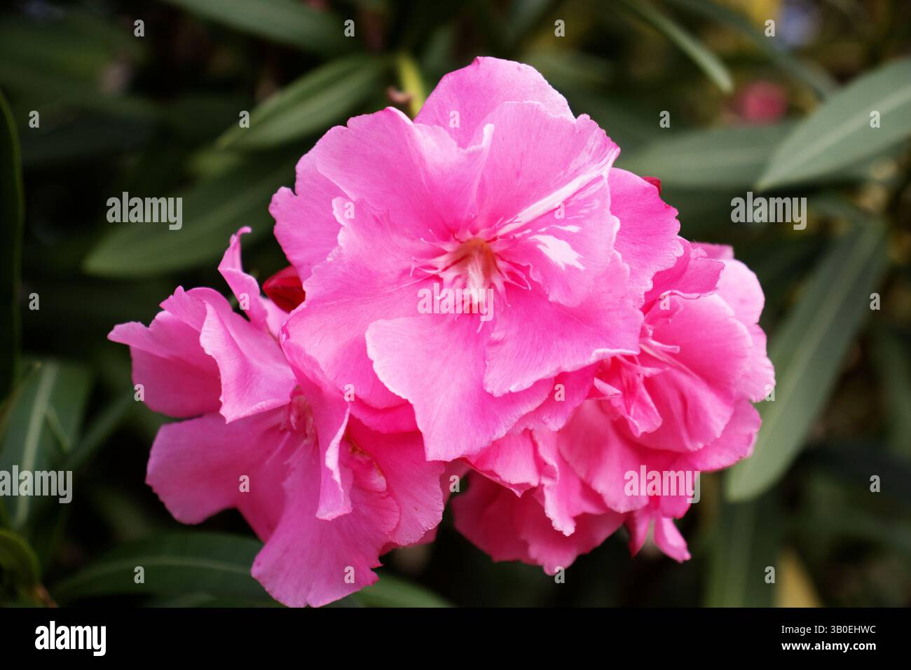 Double Oleander rose (Nerium oleander) à côté d'un mur de pierre sèche à Minorque Banque D'Images