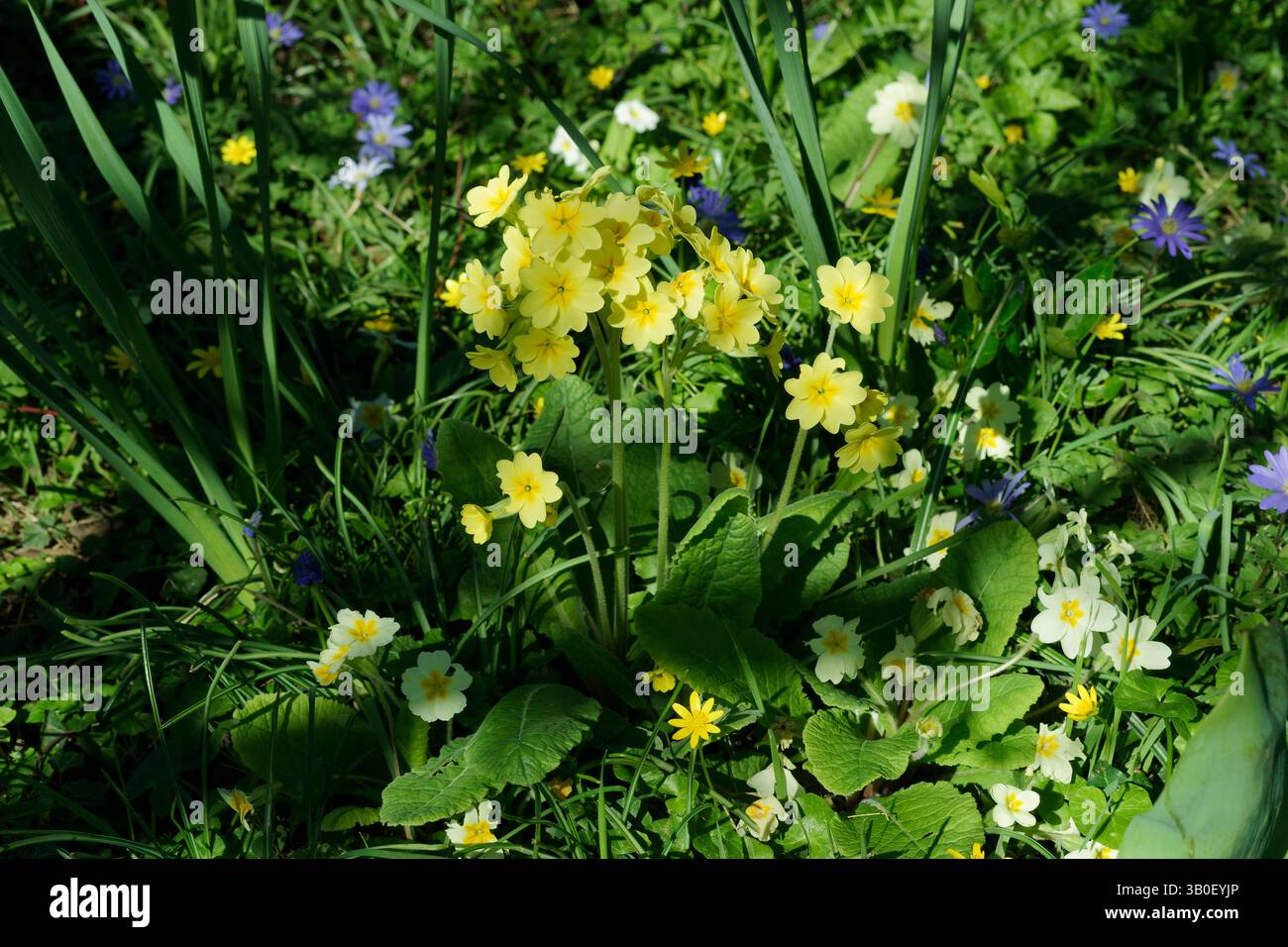 Primrose (Primula elatior) en pleine fleur au printemps dans un jardin Banque D'Images